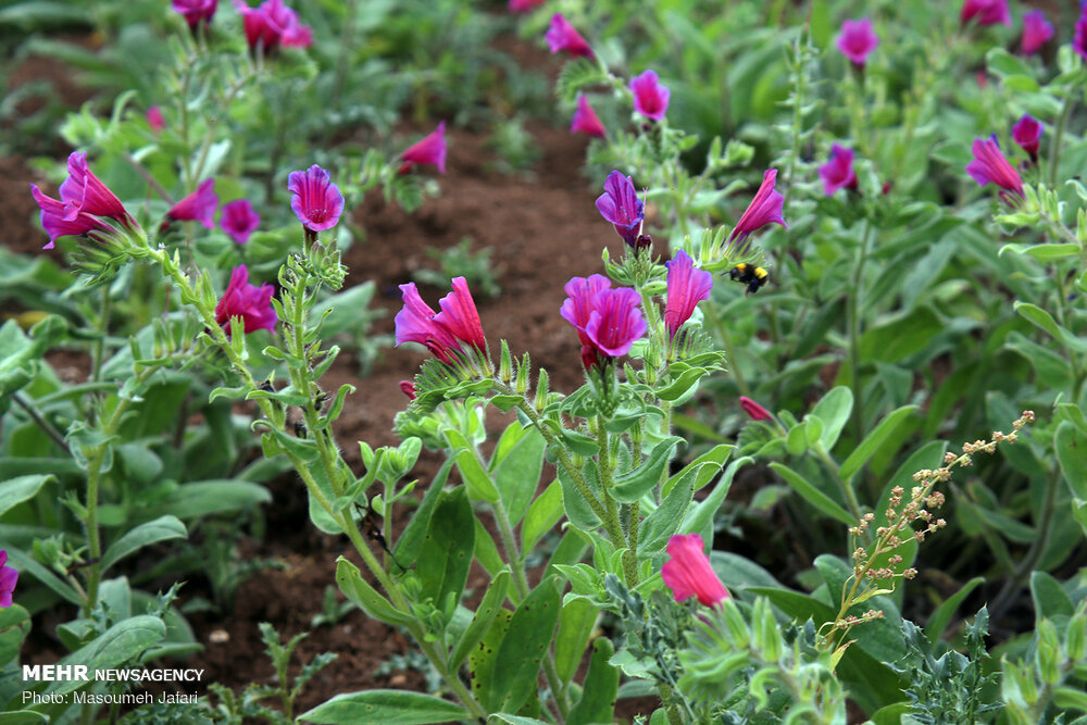 خواص درمانی گل گاو زبان